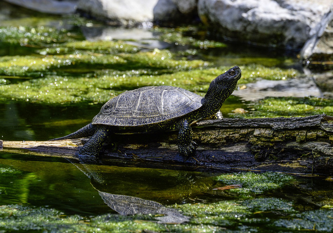 Europäische Sumpfschildkröte