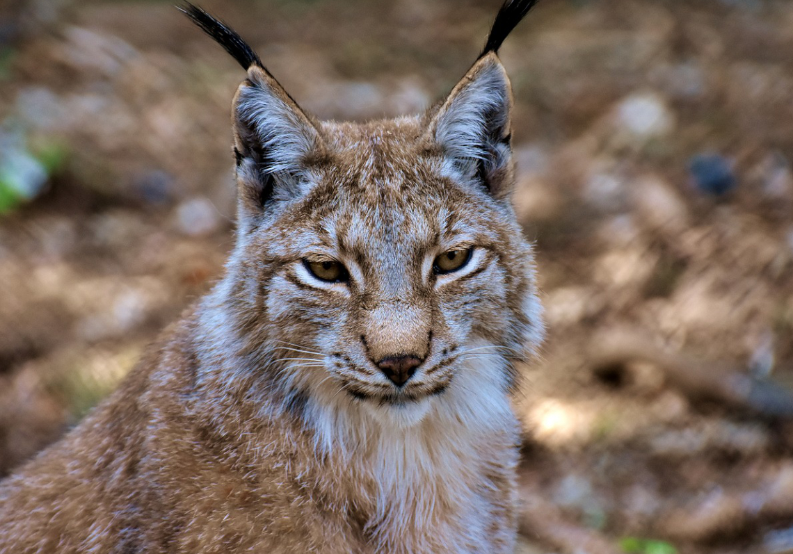 Luchs