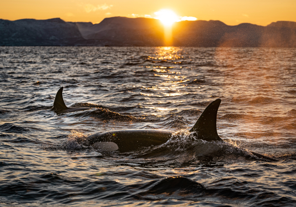 Orcas