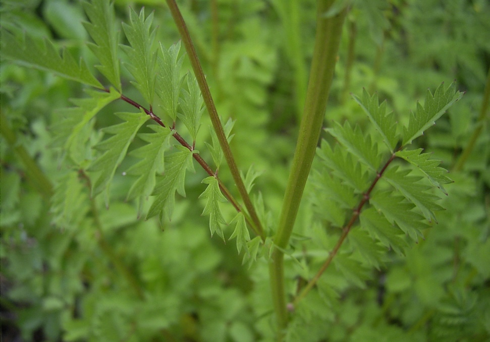 Kleiner Wiesenknopf