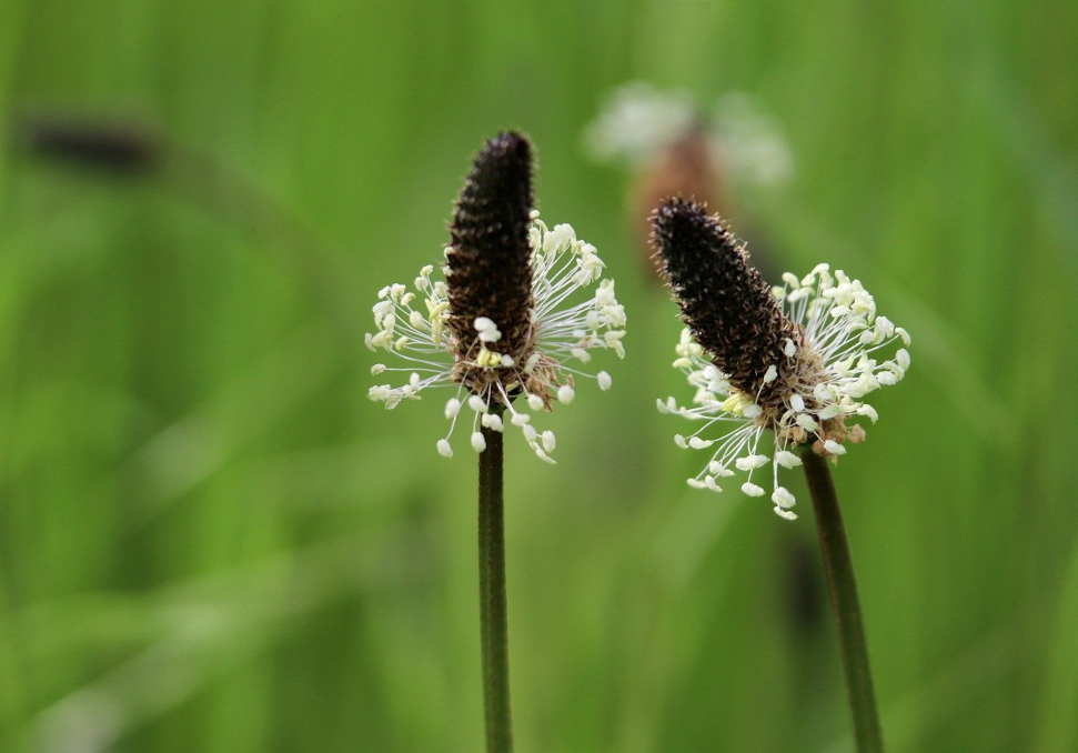 Spitzwegerich