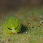 Blatt-Schaf-Schnecke