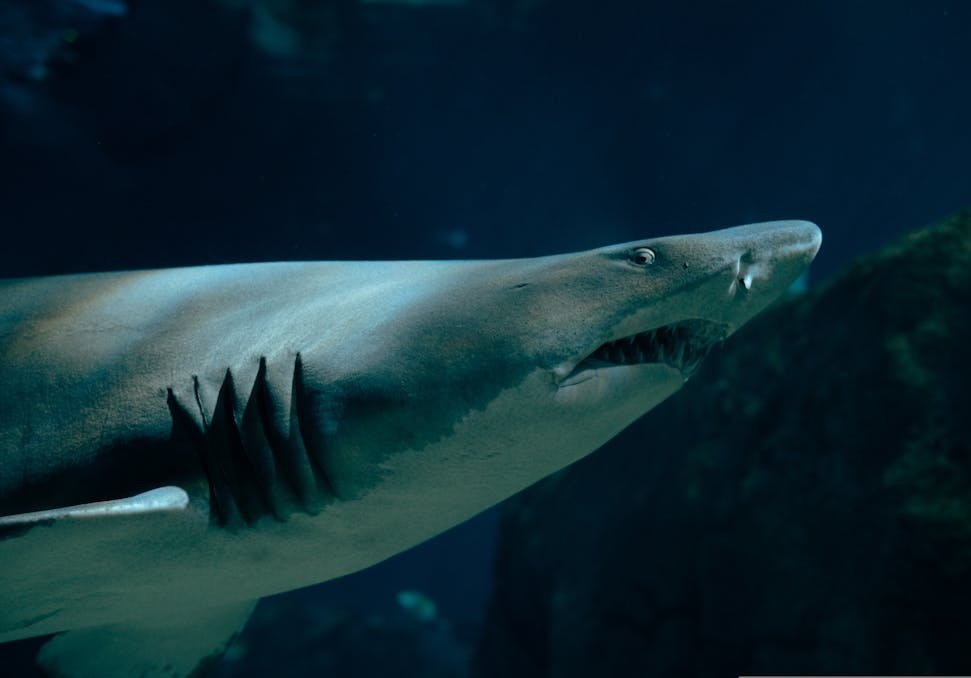 Sandtigerhai