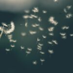Pusteblume