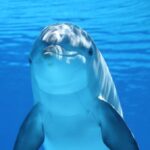 Delfin