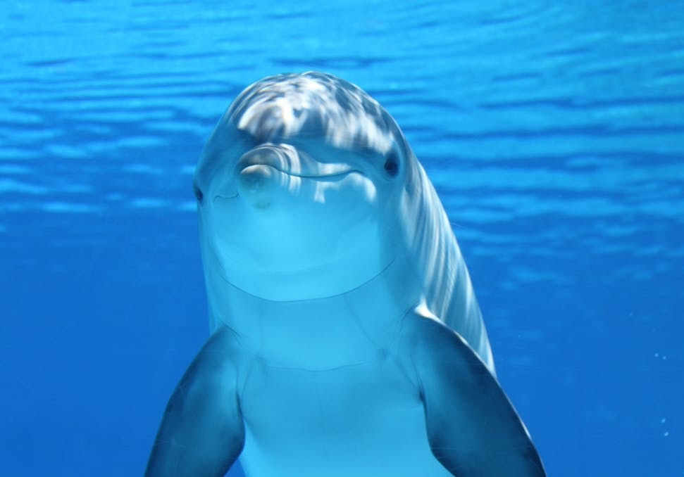 Delfin