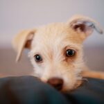 Hundewelpe
