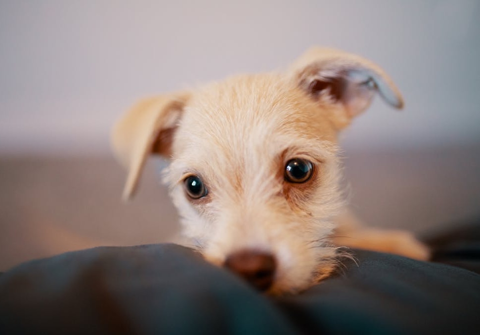 Schutz für Hunde