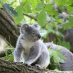 Koalas