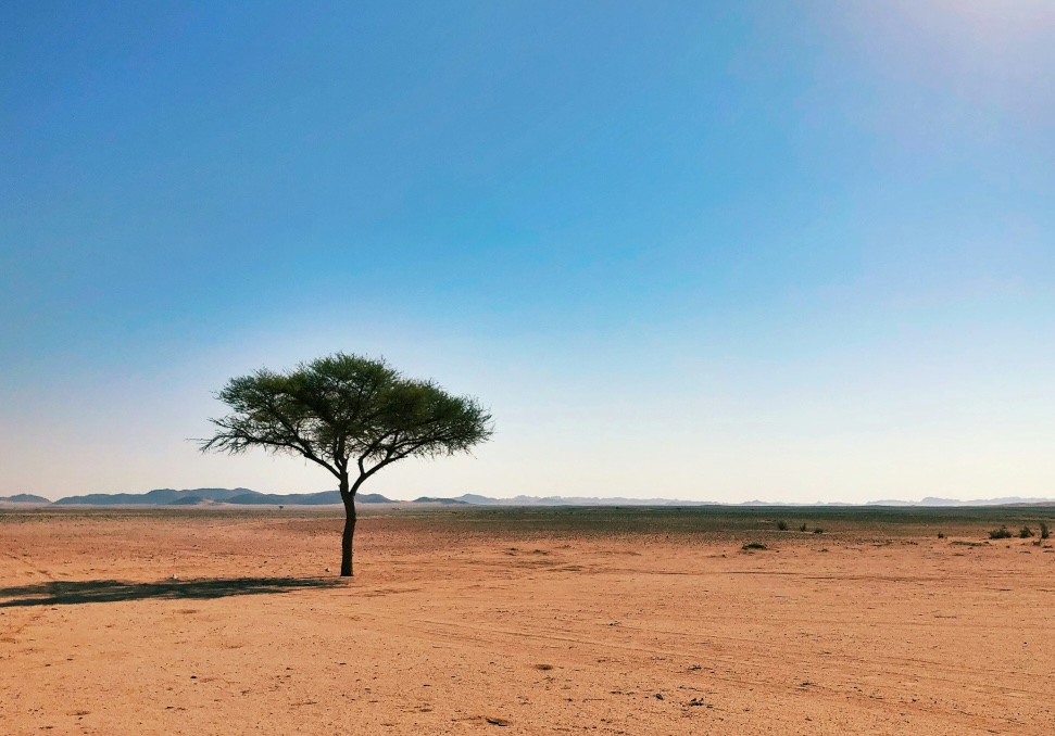Baum in der Wüste