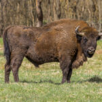 Wisent
