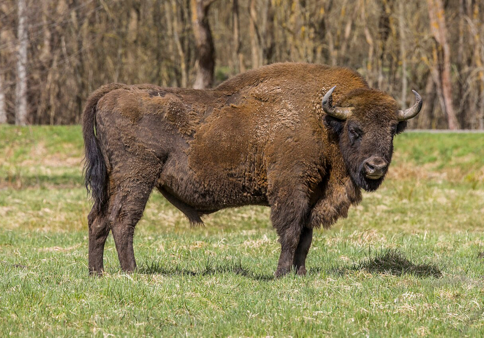 Wisent