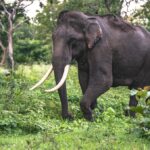 Elefant