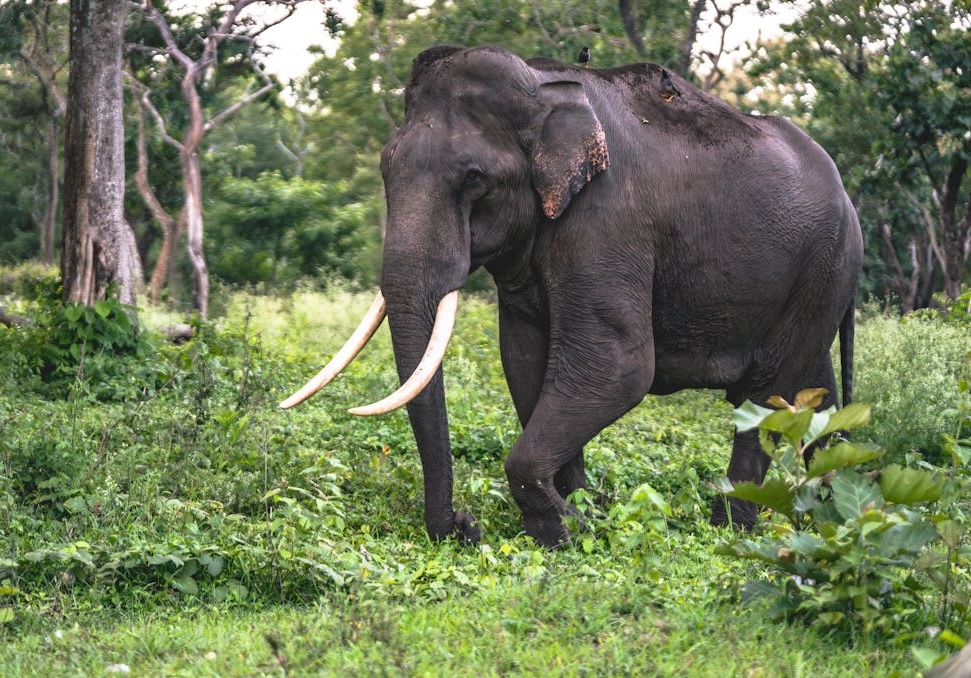 Elefant