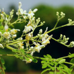 Moringa