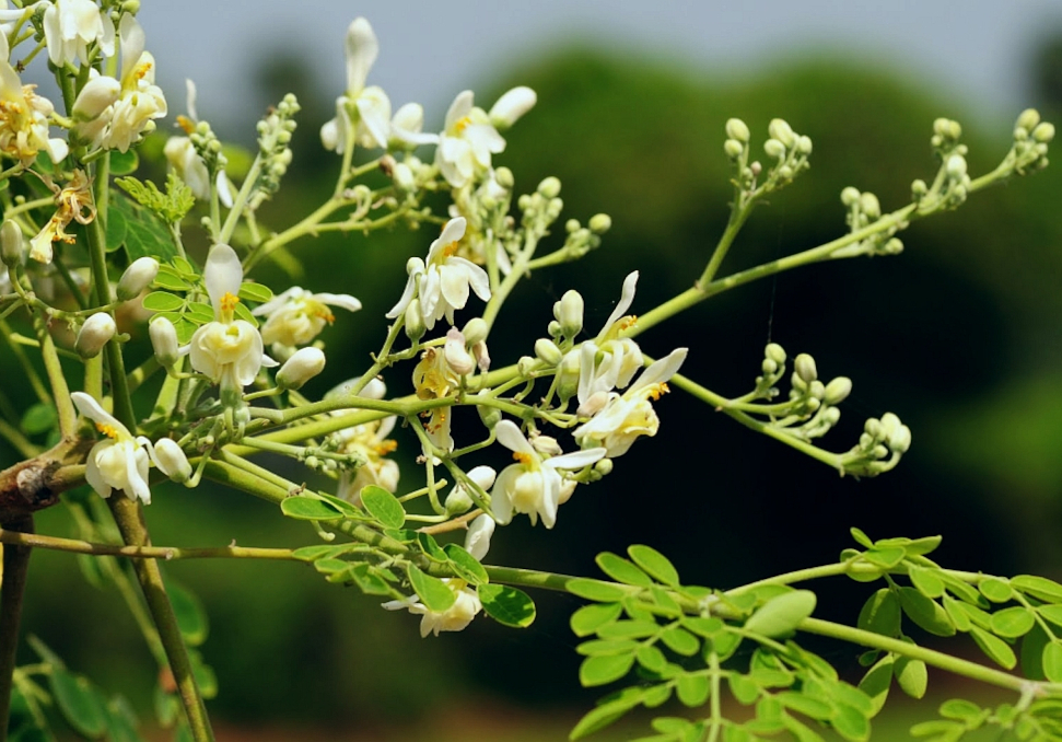 Moringa