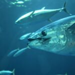 Thunfisch