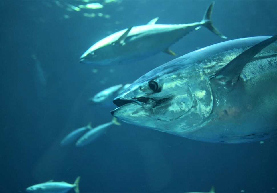 Thunfisch
