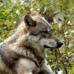Wolf im Gestrüpp