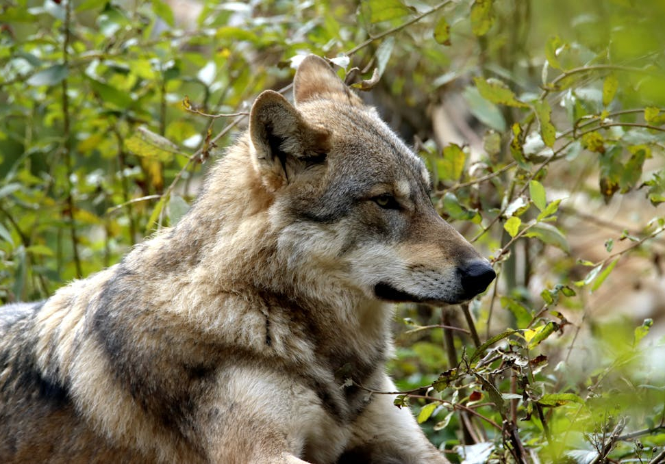 Wolf im Gestrüpp