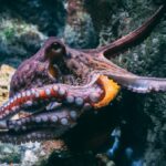 Oktopus