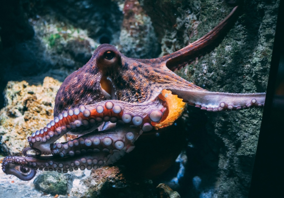 Oktopus
